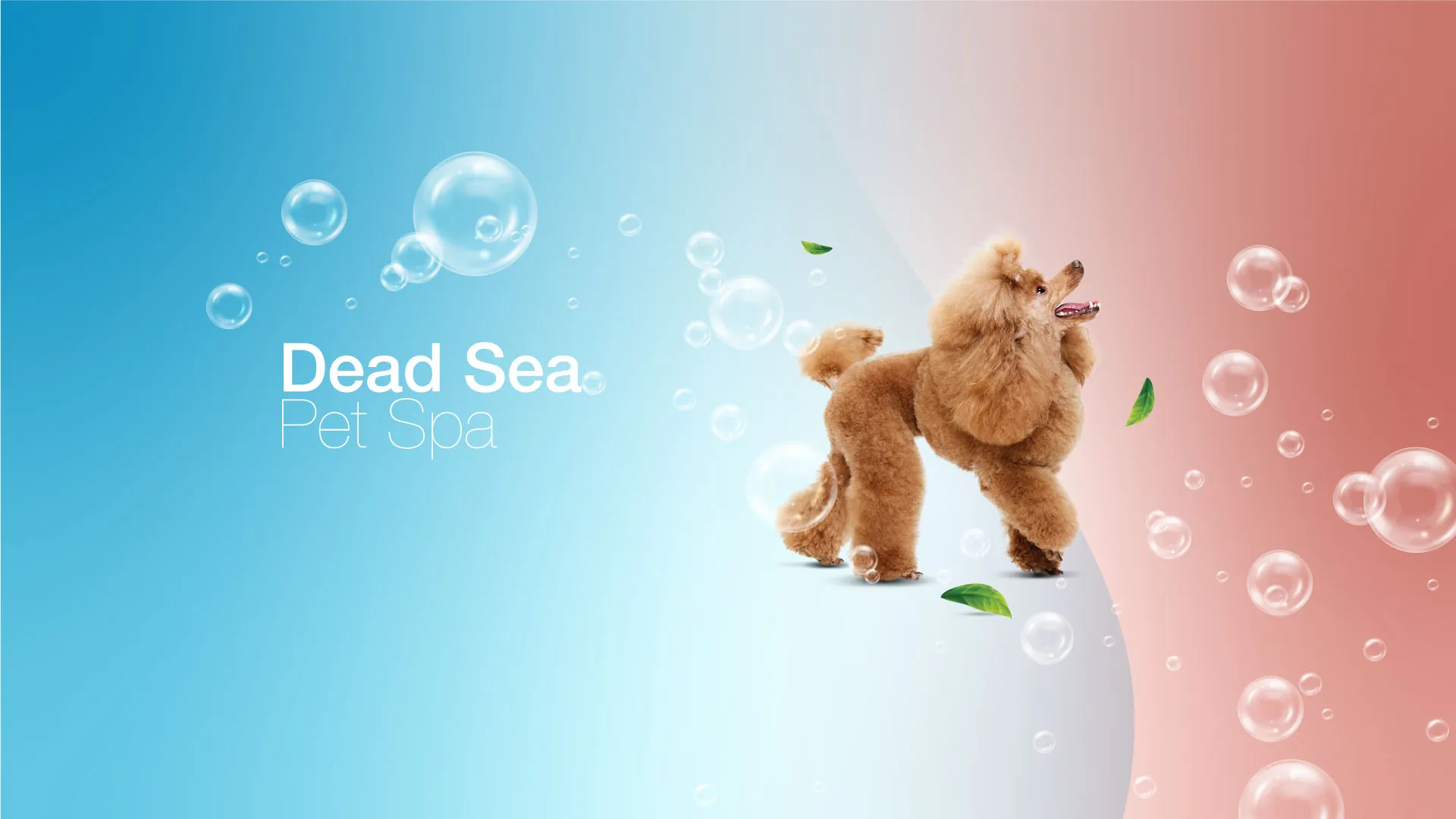 Dead Sea Pet Spa key visual